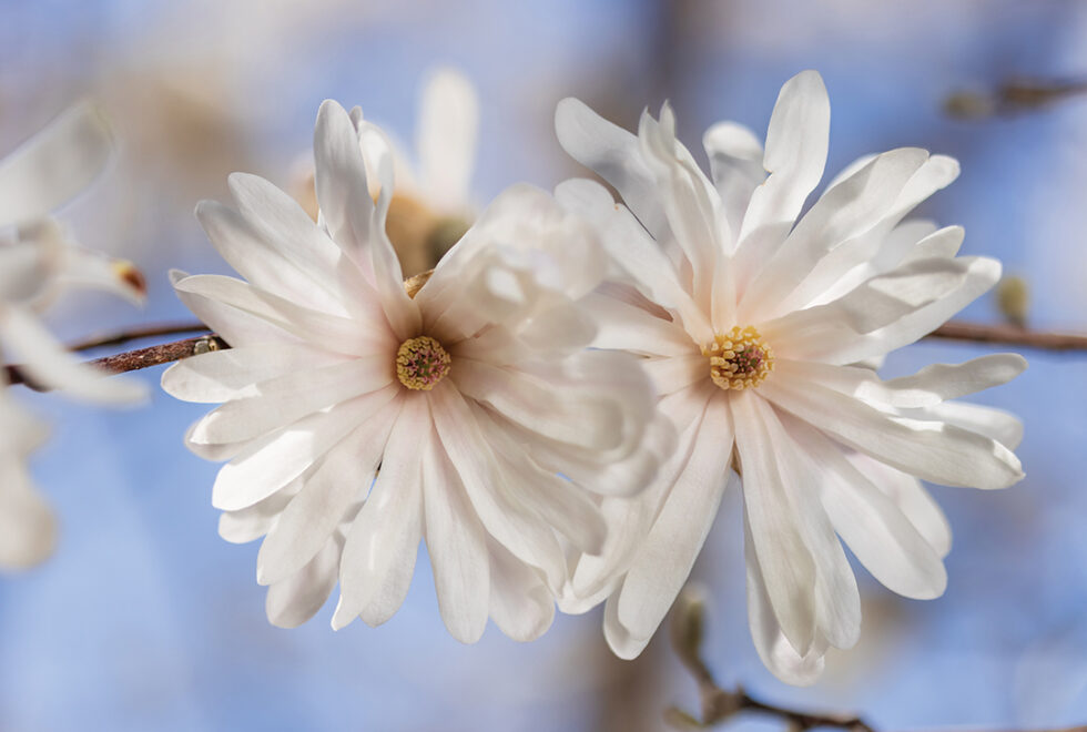 Successfully Shop For Spring Plants Woodbury Magazine