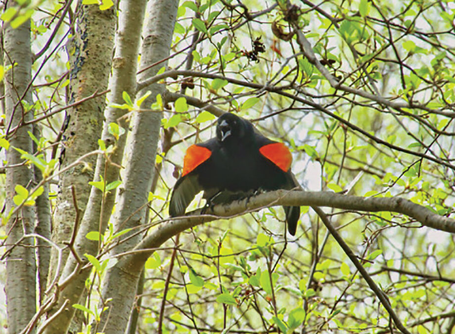 Gone Birding at Tamarack Nature Preserve