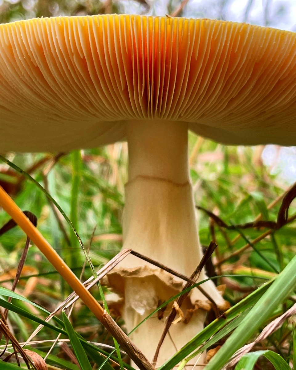 Markgrafs Mushroom by Baylie DeLong