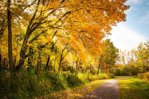 Autumn Stroll through Ojibway Park by Joe Briol