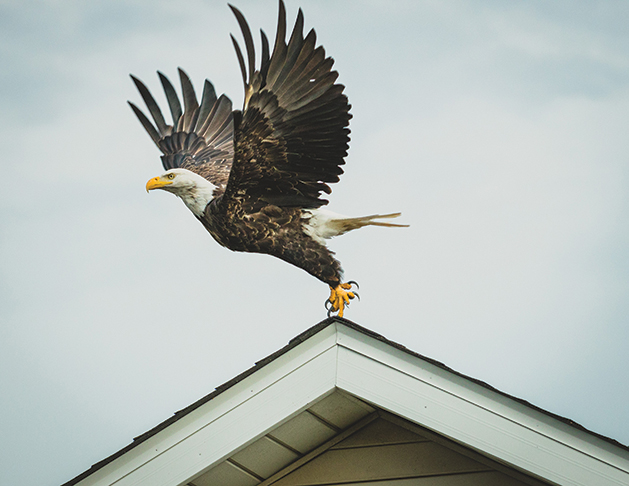 Bald eagle takes off