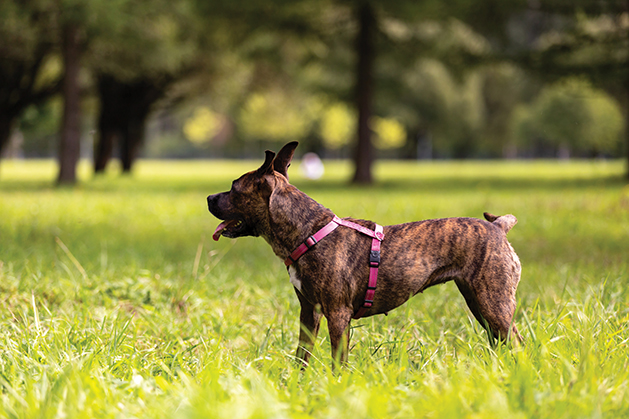 Tiger american staffordshire terrier with not cropped ears walks outdoor at summer