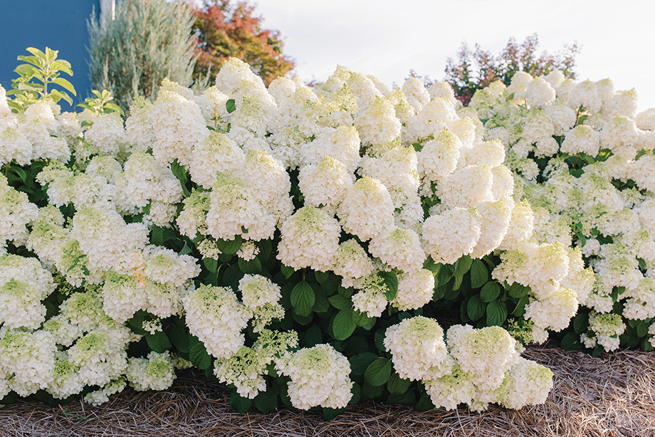 First Editions® Little Hottie® Panicle Hydrangea.