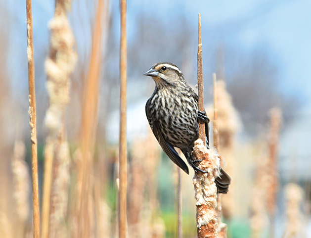 A bird rests on a reed in this 2018 Focus on Woodbury photo contest winner.