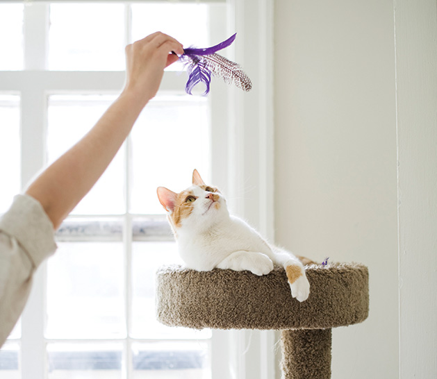 A happy, healthy cat perched on a scratching post plays with a cat toy