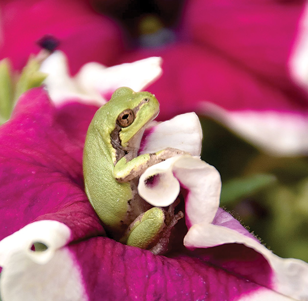 For This Frog in a Flower, It Is Easy Being Green