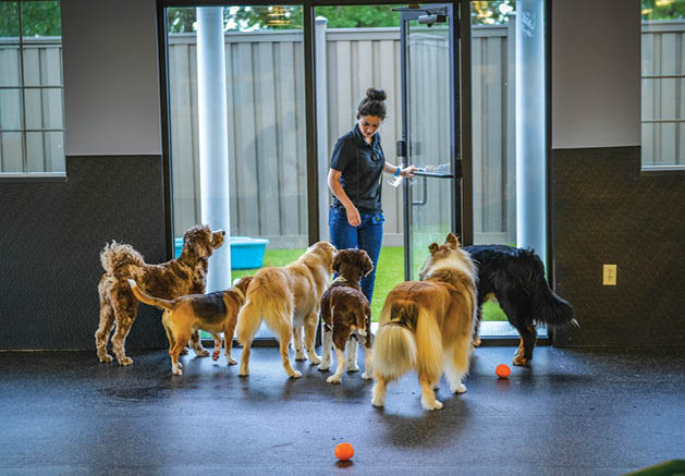 Paws Unleashed Is The New Woodbury Spot For Training And Overnight Dog Care