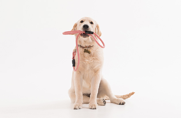 A dog in obedience classes sits and holds their leash in their mouth.