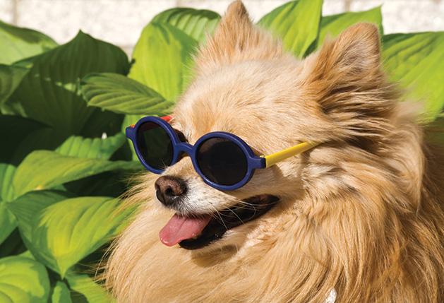 A small dog wearing sunglasses.
