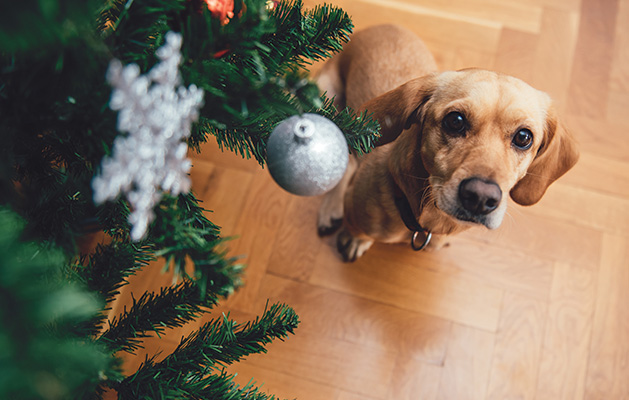 A dog looks at an ornament on a Christmas tree.