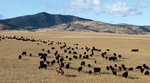 A rancher herds some grass-fed cattle