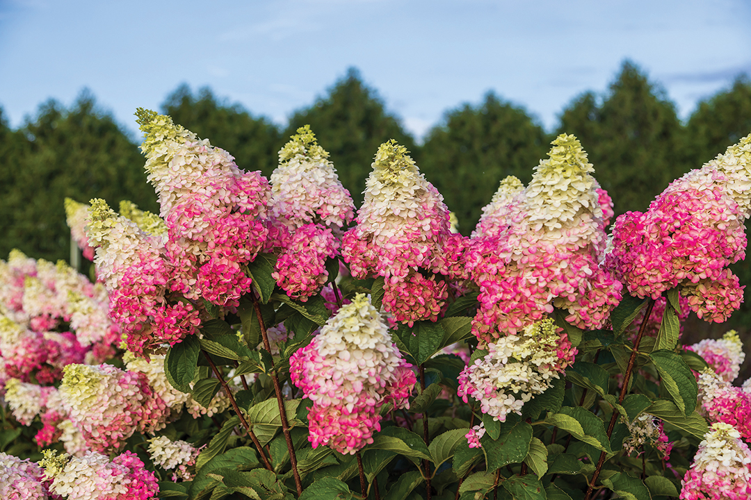 First Editions® Berry White® Panicle Hydrangea.