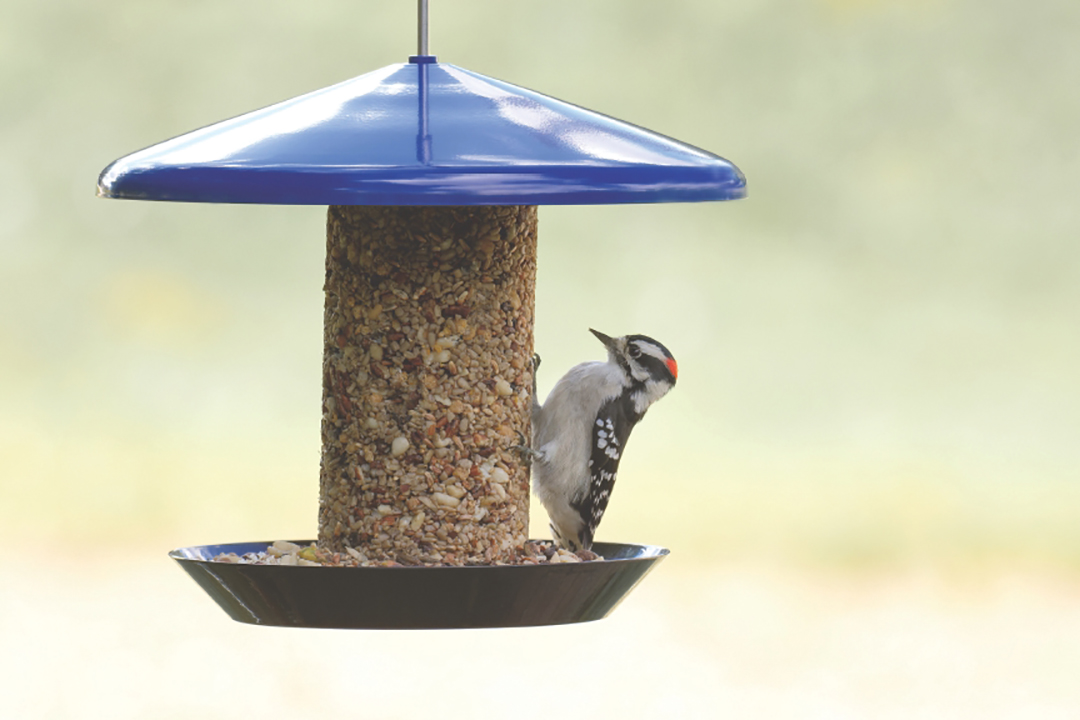 A downy woodpecker eats the No-Mess seed blend from a Flyin’ Bistro Cylinder Feeder.