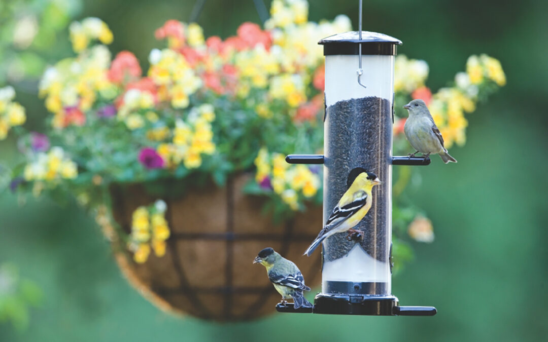 Wild Birds Unlimited Shares Summer Feeding Guide