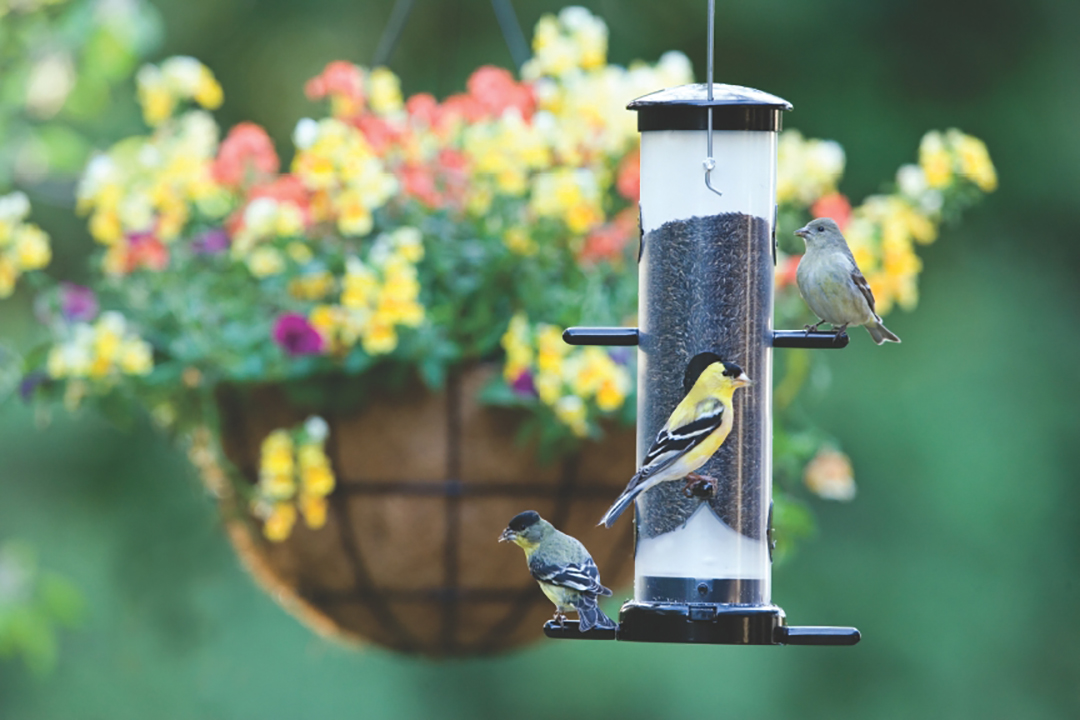 Goldfinches eat Nyjer seed from a Small EcoClean Finch Feeder.