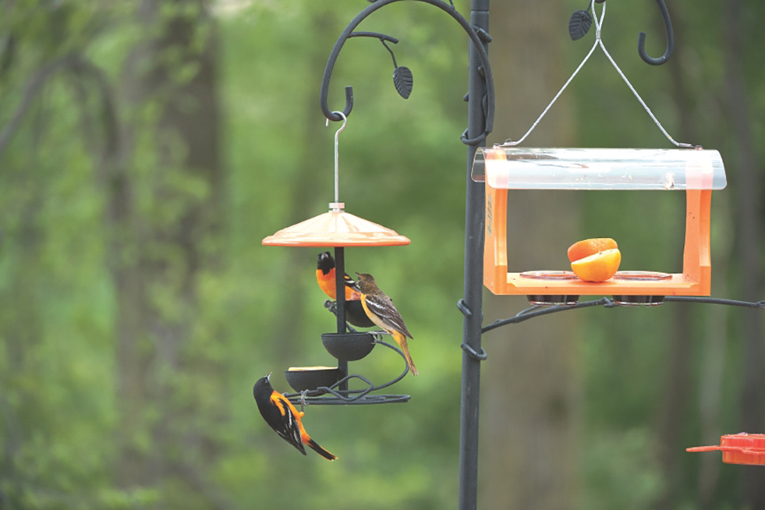 Orioles atop an Orange Spiral TreatTray.