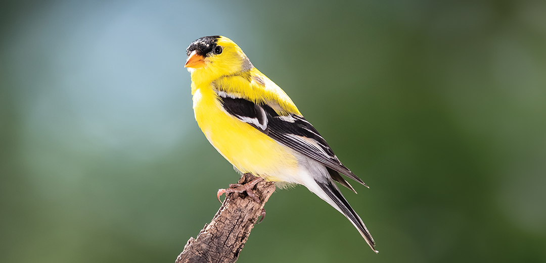 American Goldfinch Perched in the Tree Branches