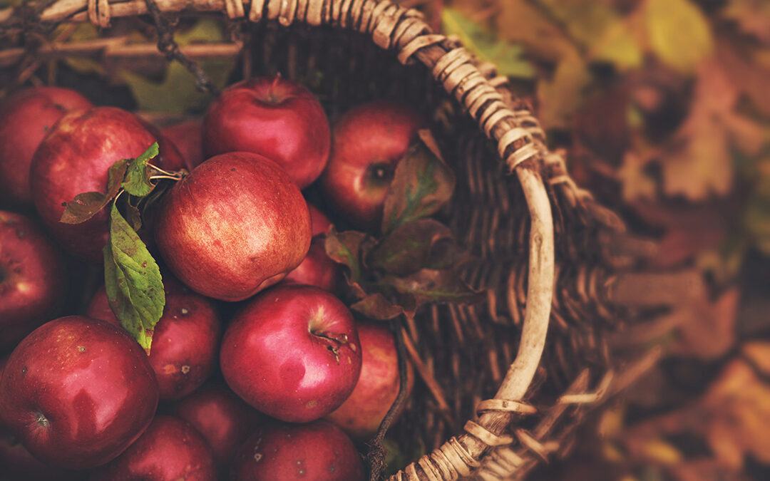 Apple Orchards Around Town Are in Season