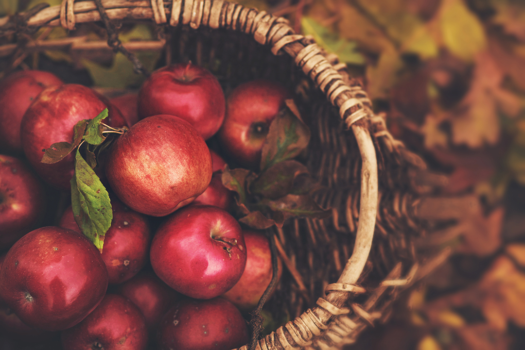 Freshly fallen and picked apples from an apple tree