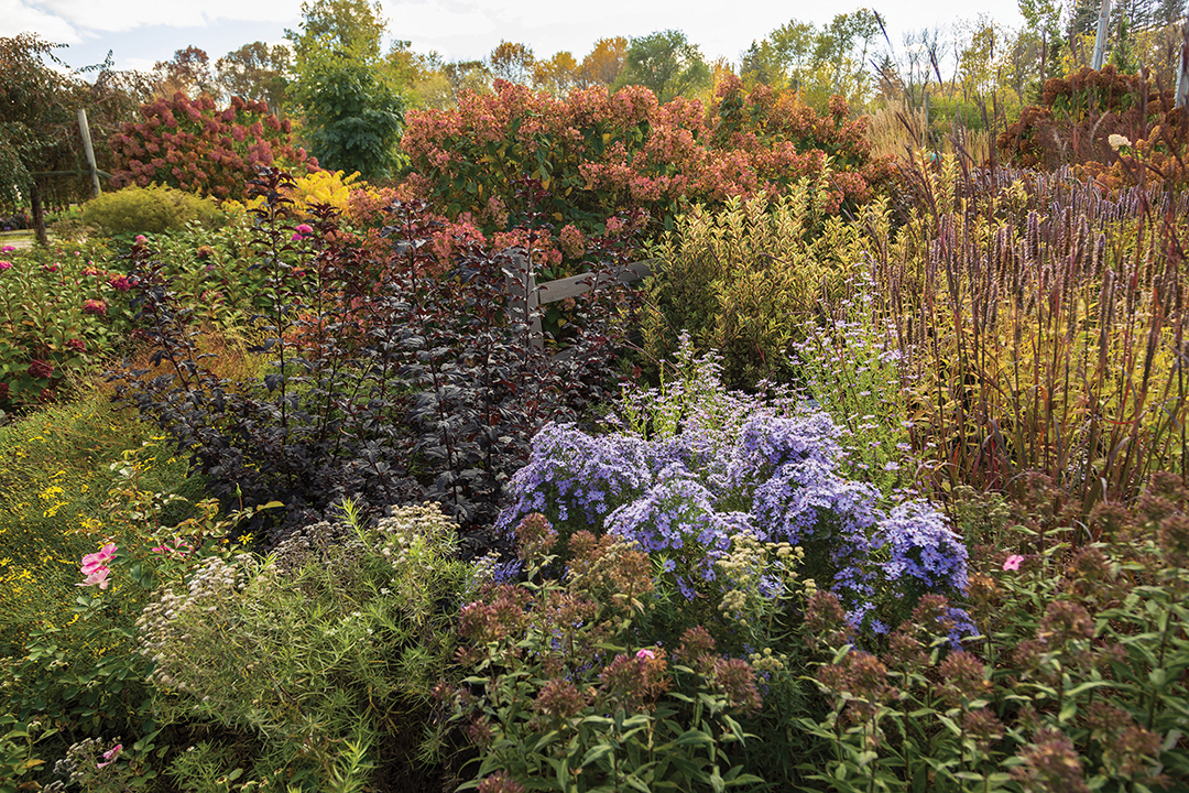 White Diamonds® Panicle Hydrangea, Fireside® Ninebark and Little Carlow Aster in the fall garden.