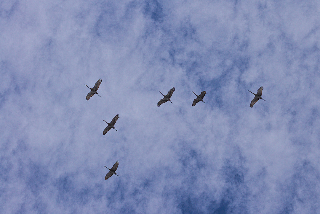 Egret Formations