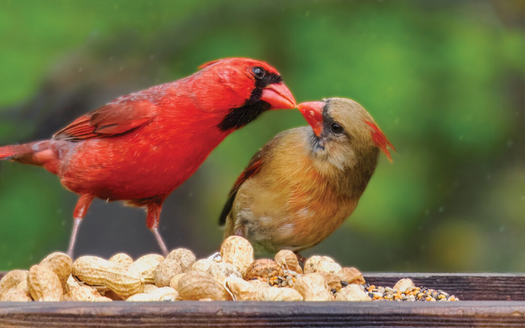 Cardinal Courtship