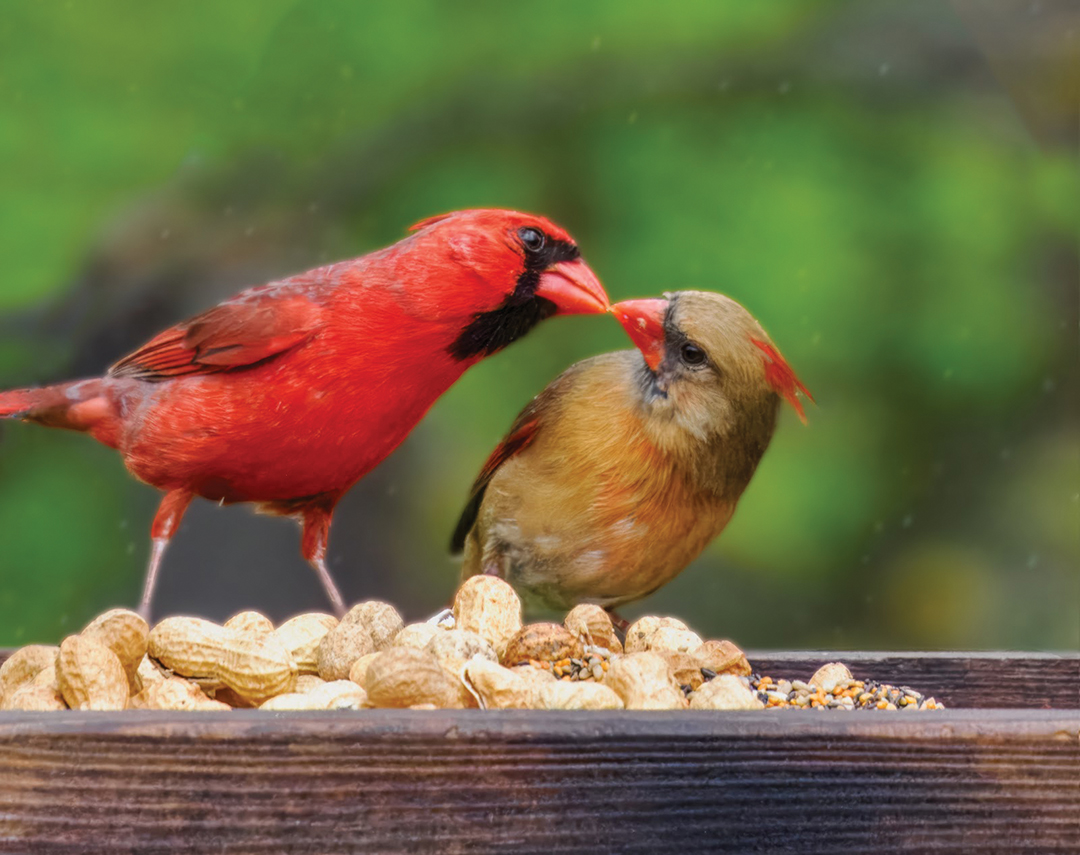 Cardinal Courtship