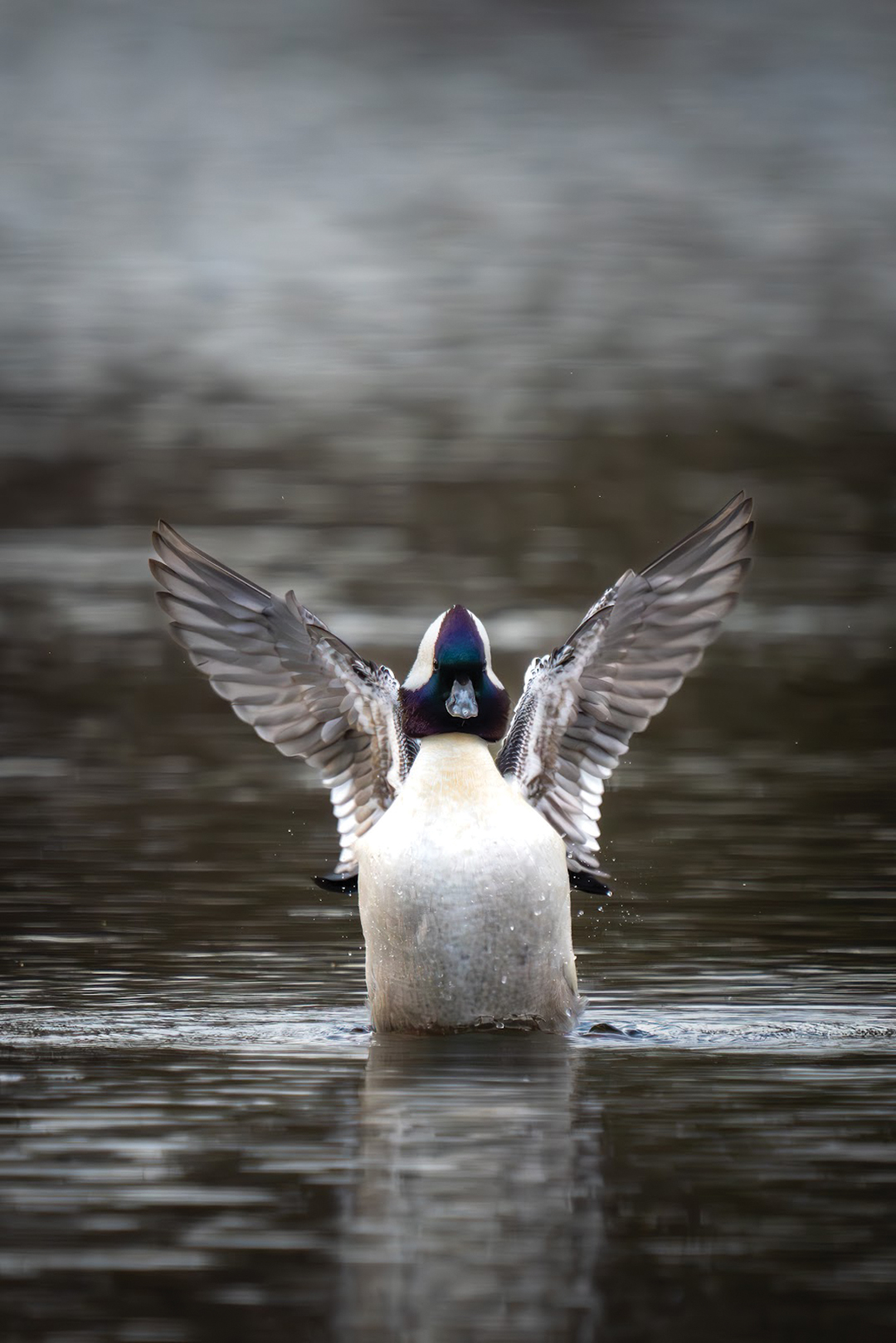 Bufflehead on Fox Run