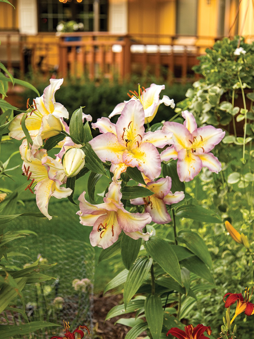 Asiatic (hybrid) lilies grown from bulbs. 