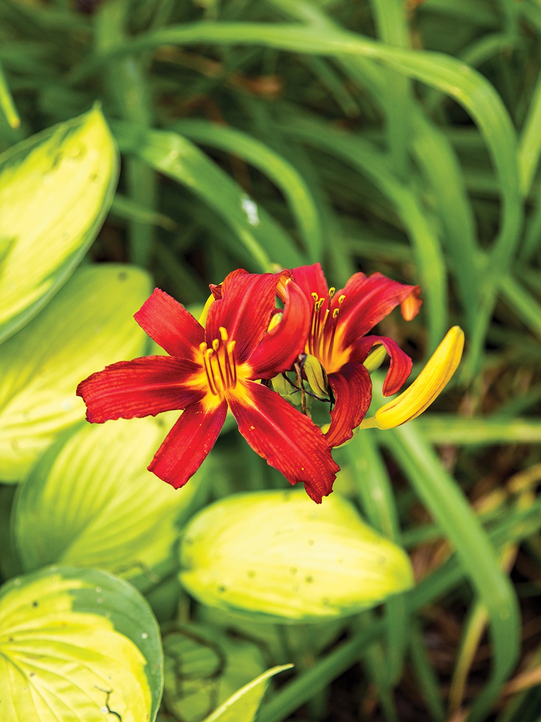 Daylilies (Hemerocallis) grown from roots and divisions.