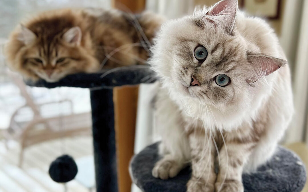 The Kitten That Thought He Was an Owl