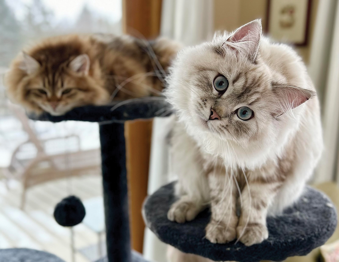 Cat cocking its head to the side