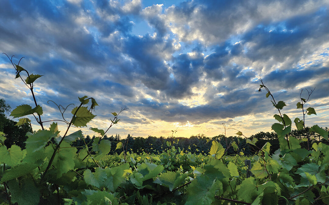 Yellow House Vineyard Pursues Growth and Innovation