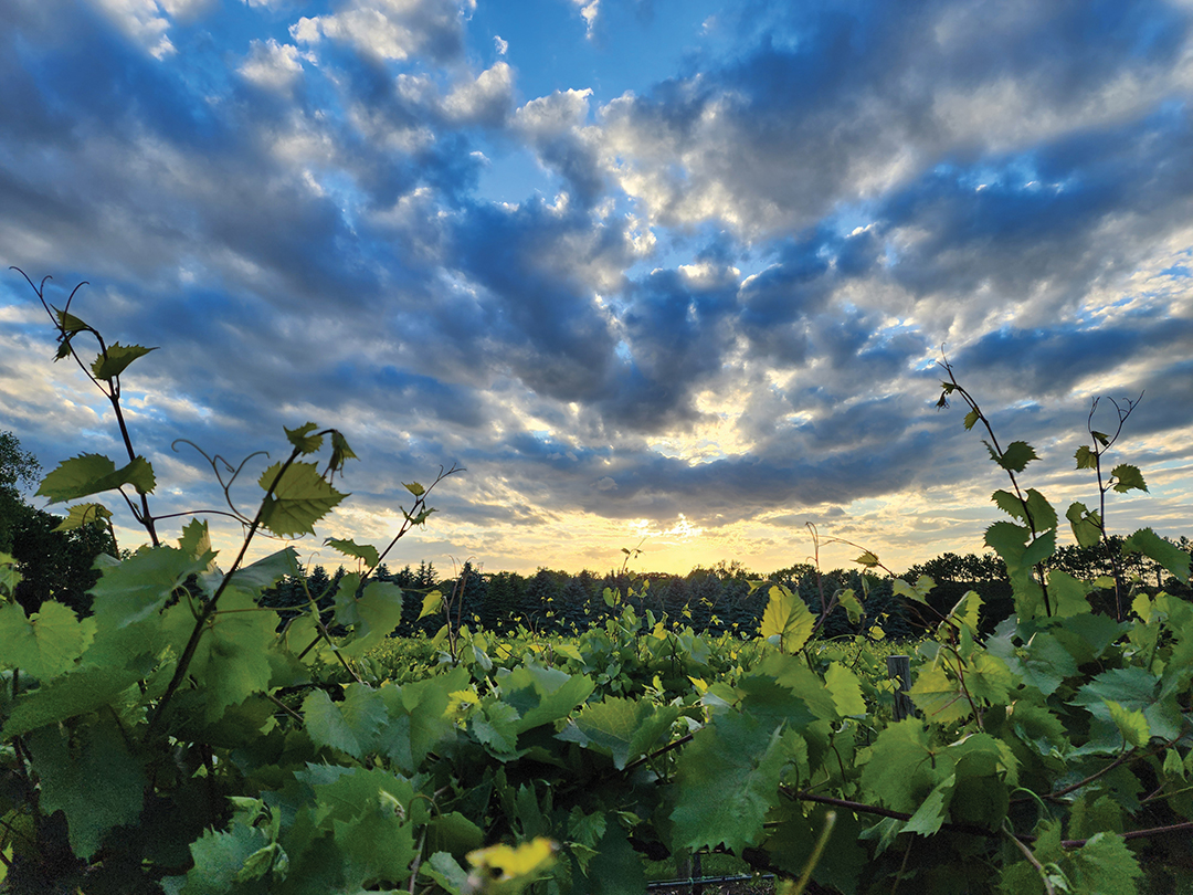 Field of Wine Grapes at Yellow House Vineyard