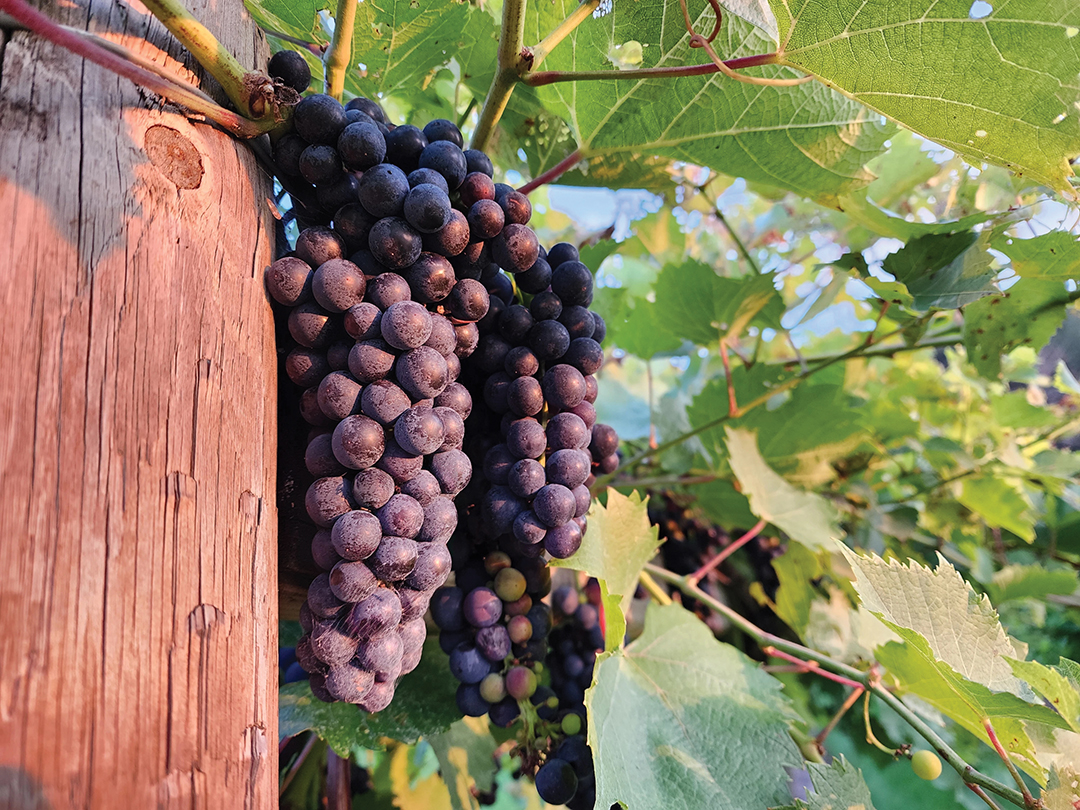 Wine Grapes at Yellow House Vineyards