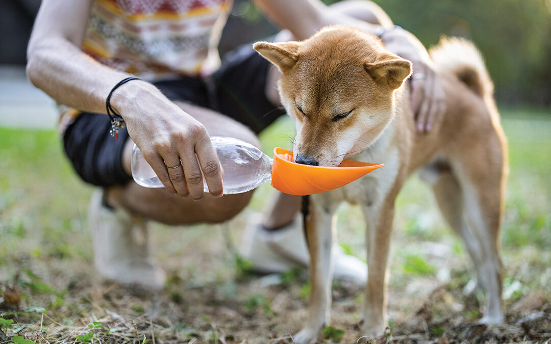 Local Veterinarian Details Summer Safety for Dogs