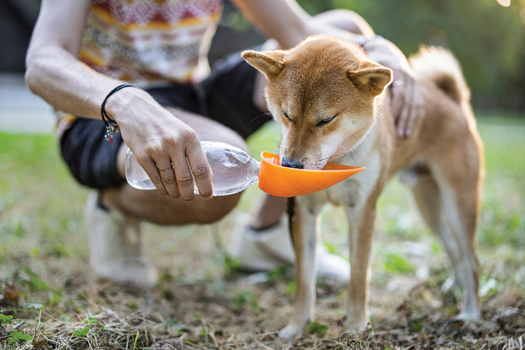 Whether you’re on a walk or at the dog park, always provide access to fresh, cool water. Veterinarian Jodene Beck recommends a portable water bowl.