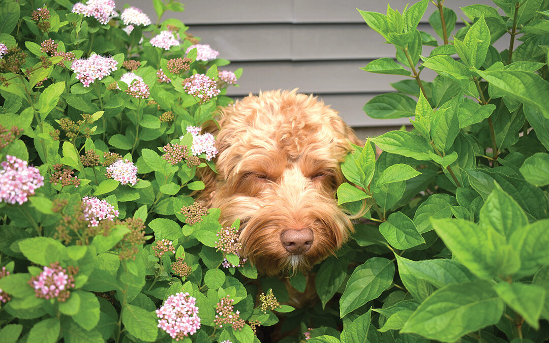 In the Bushes
