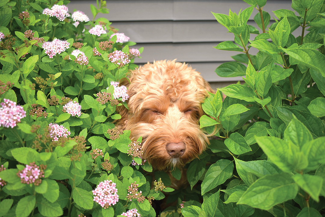 In the Bushes