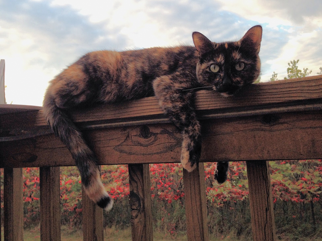Debrah Mullen’s photo, Cooling Off, received third place in the Pets category of the 2024 Focus on Woodbury photo contest.