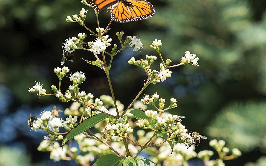 Get Adventurous in the Garden With Hardier Plants