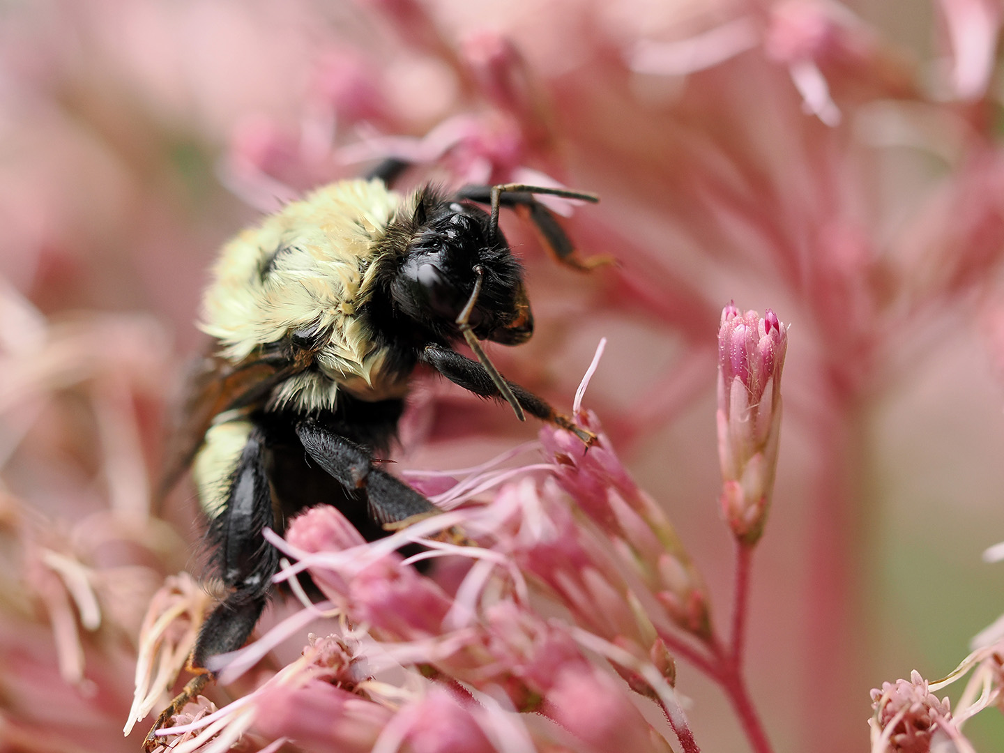 Backyard Bee