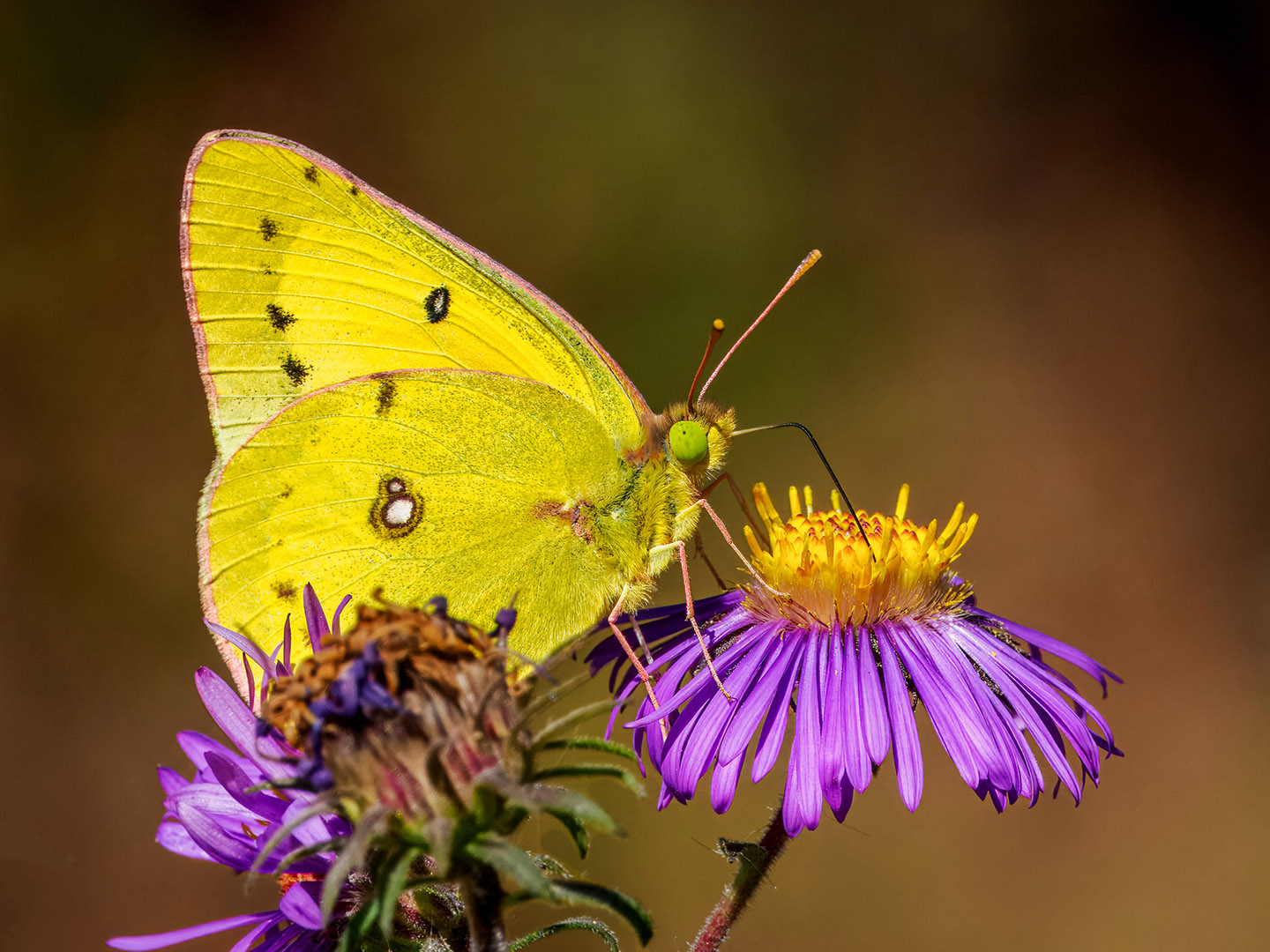 Butterfly Magic