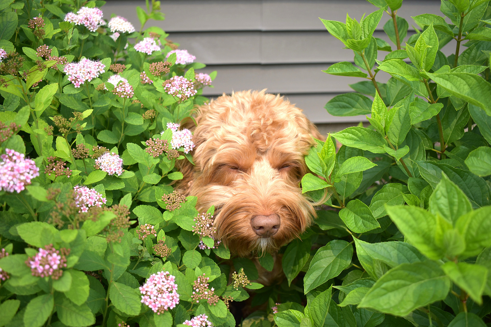 In the bushes