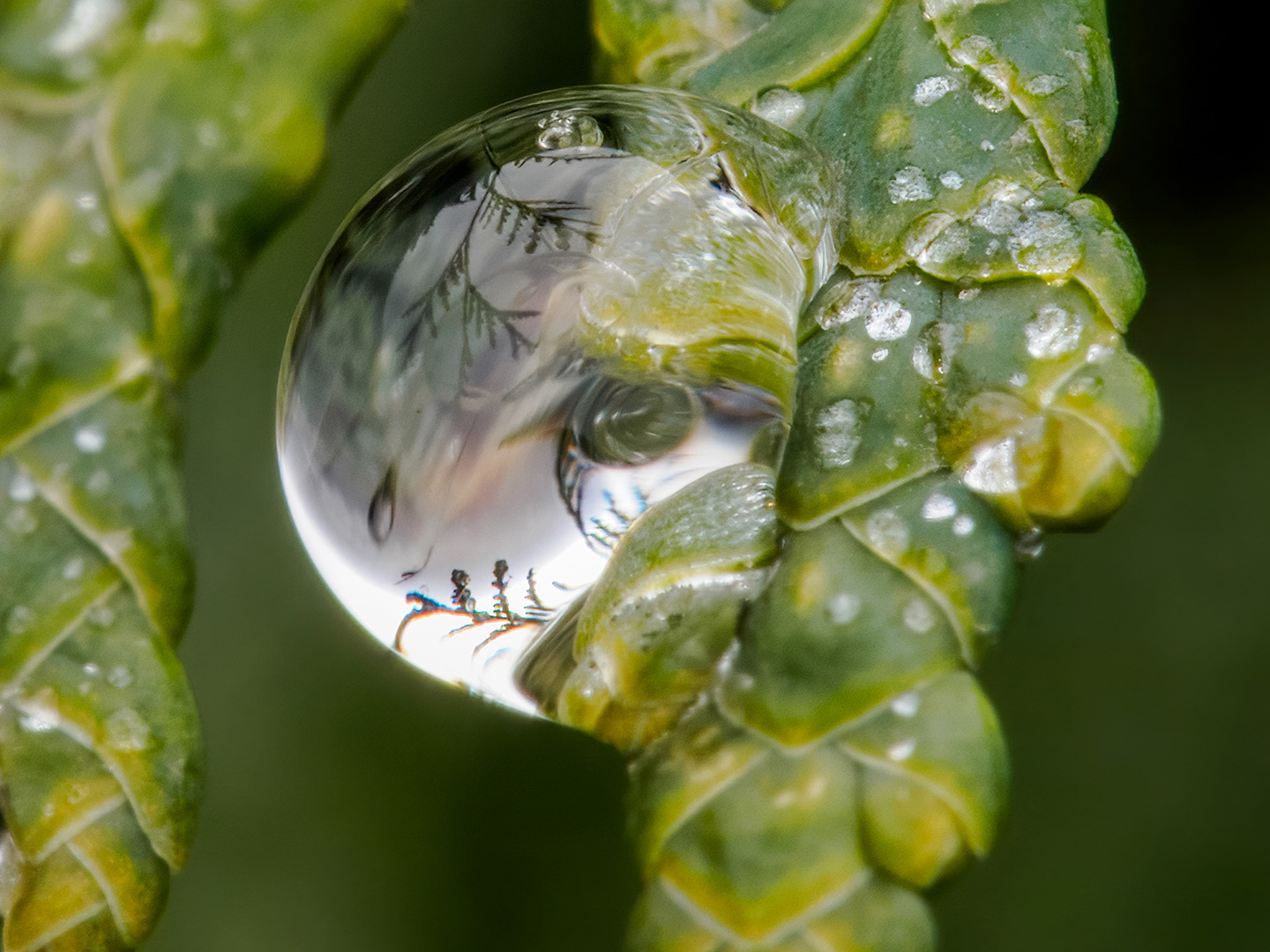 An Icy Reflection