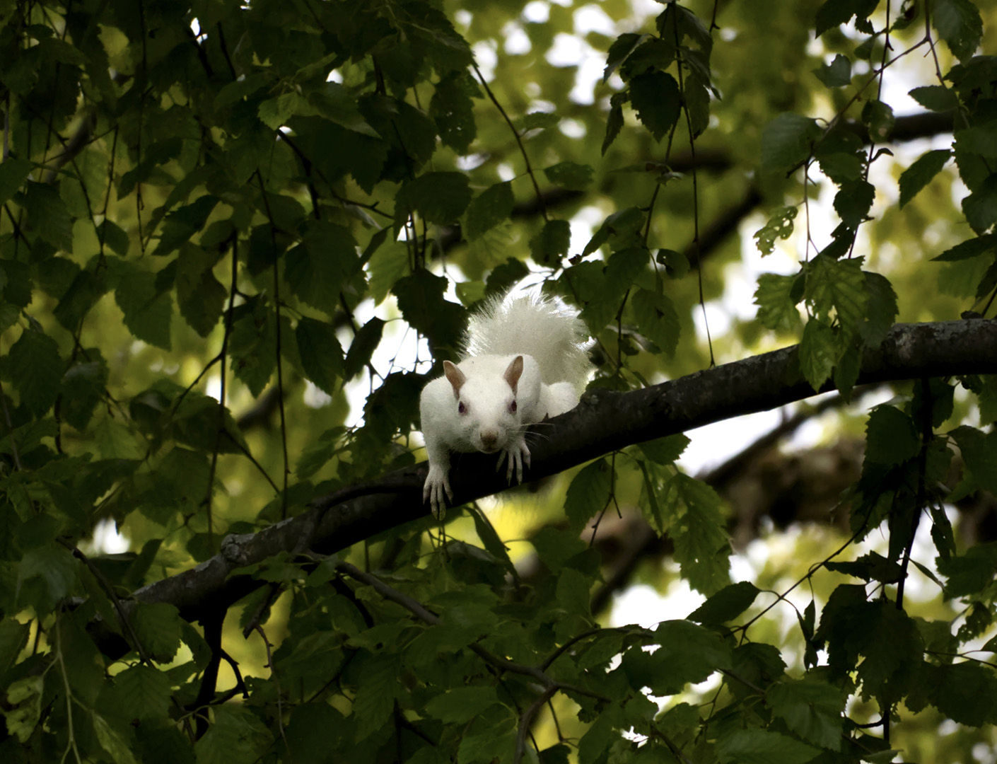 Forager of the Season