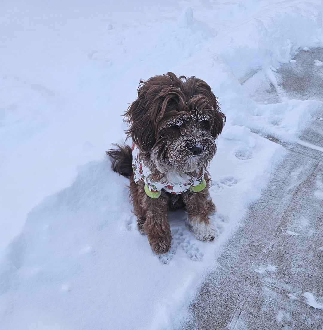 Let it Snow