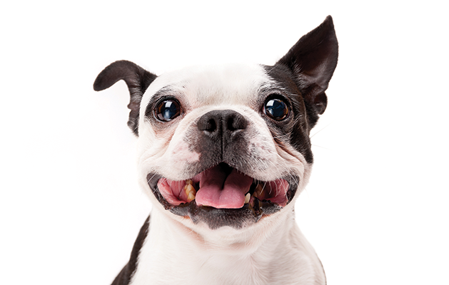 Keep Your Dog Looking Fresh and Groomed This Summer