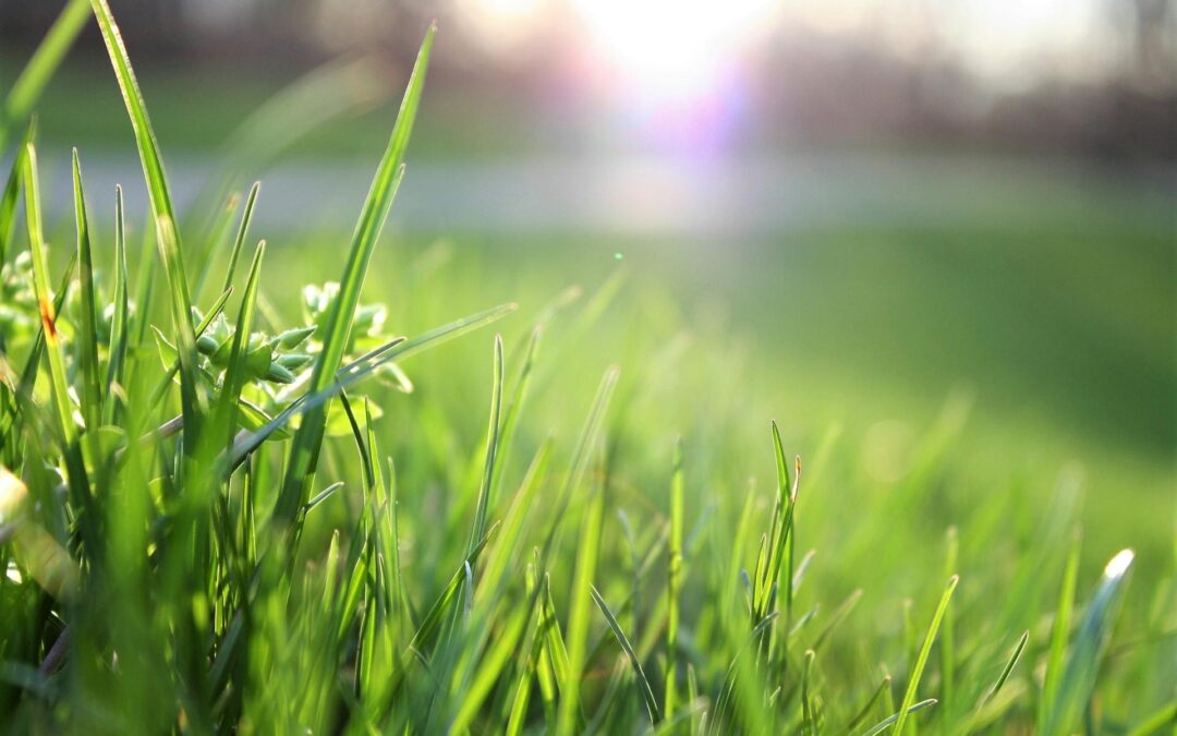 A Lush Lawn