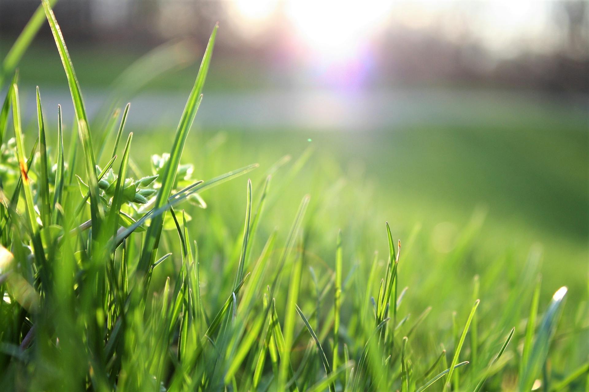 Healthy Grass